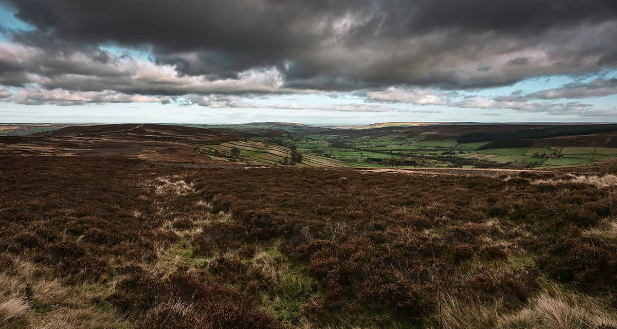 Multi-content-dominating-cultural brand; Quick PINT 20 February 2026 Post feature image